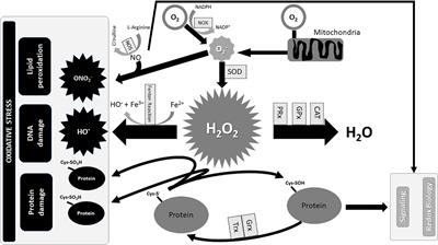 Oxidative Stress and Neonatal Respiratory Extracorporeal Membrane Oxygenation